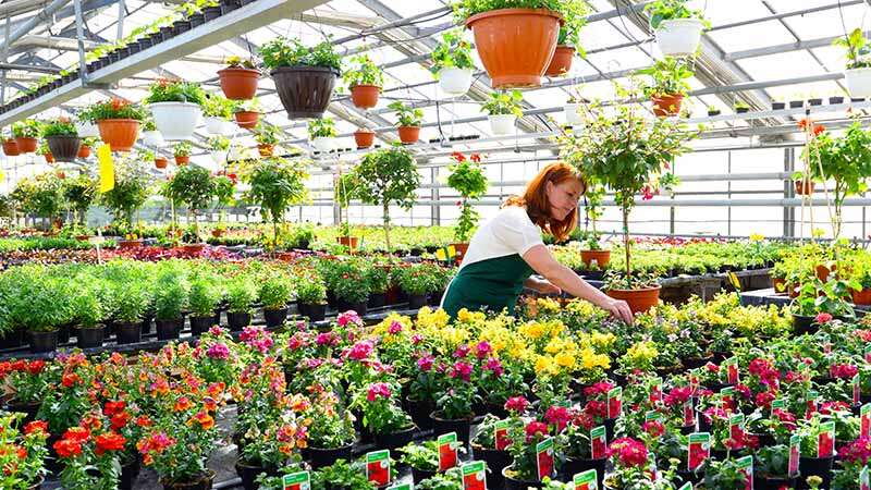 Gärtnerin im Gewächshaus