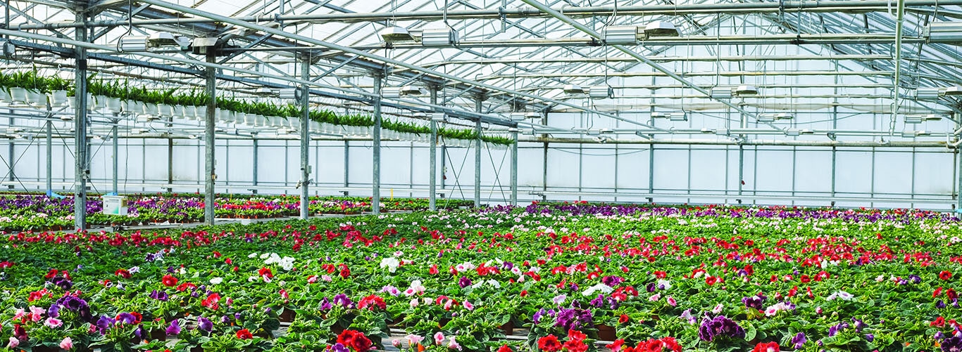 Blumen im Gewächshaus