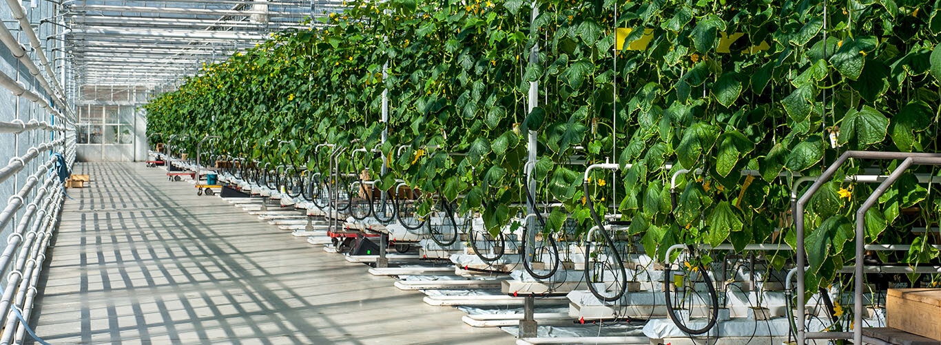 Gurkenpflanzen in modernem Gewächshaus